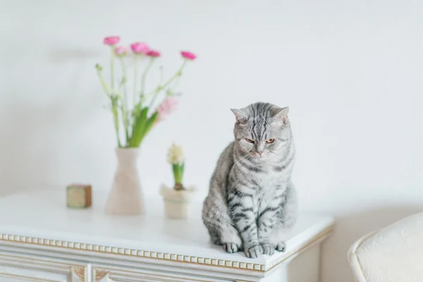 Britânico cinza gato — Fotografia de Stock