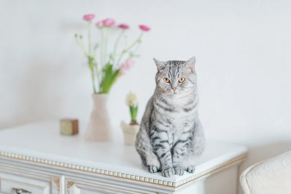 Pisică gri britanică — Fotografie, imagine de stoc