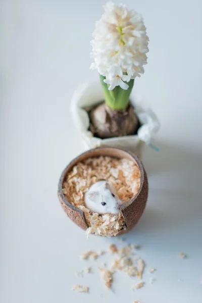Hamster in the house of coconut — Stock Photo, Image