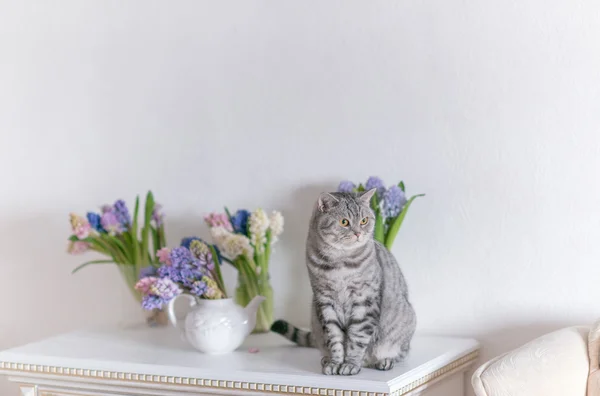 Britská kočka a květiny — Stock fotografie