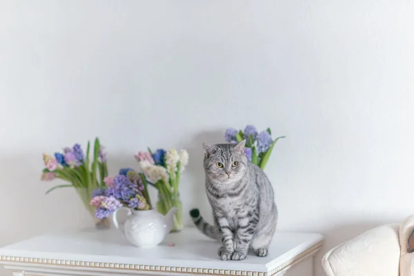 Gato britânico e flores — Fotografia de Stock