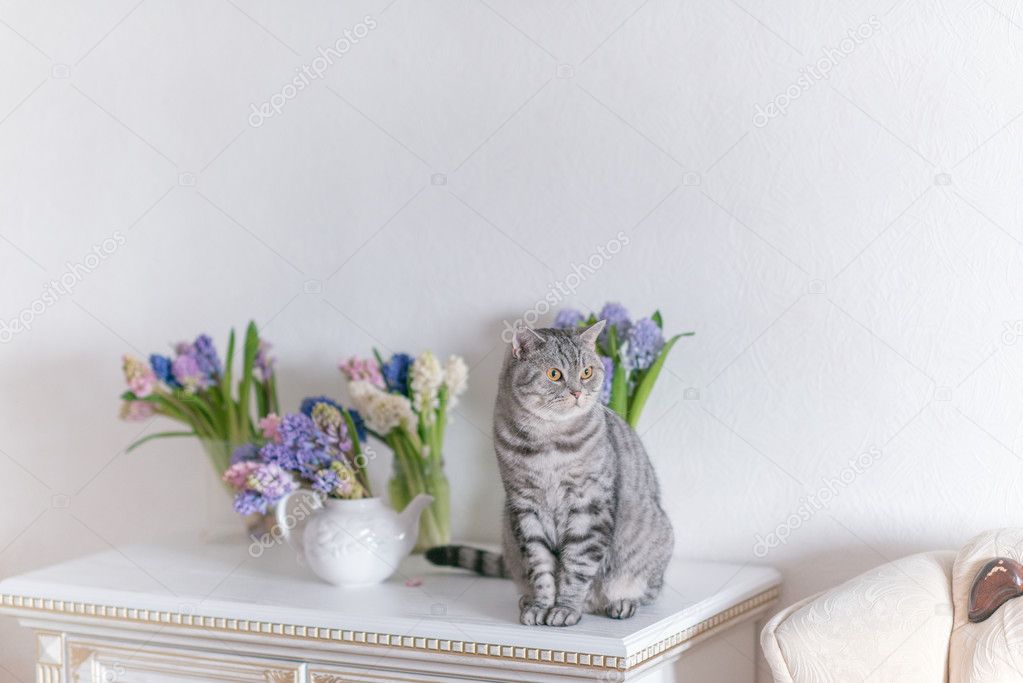 British cat and flowers