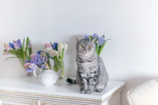 Gato británico y flores —  Fotos de Stock