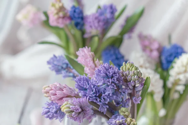 Gentle hyacinth buds — Stock Photo, Image