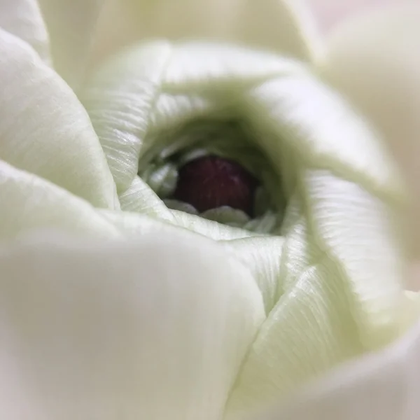 White rose bud — Stock Photo, Image