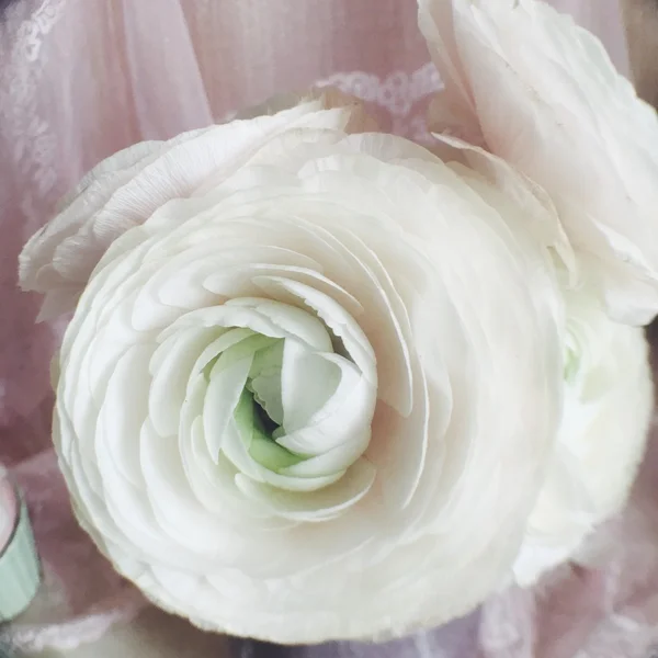 Gemme di rosa bianca — Foto Stock