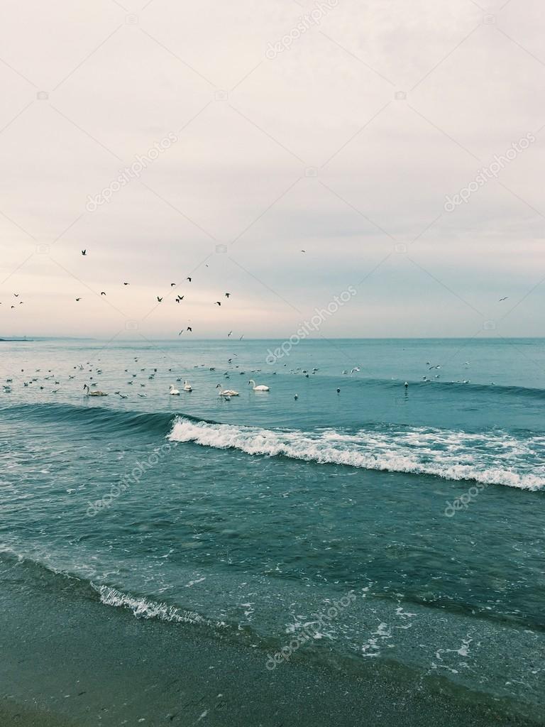 the birds of the sea and surf