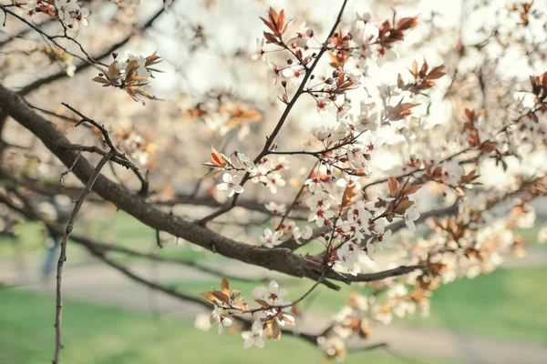 Rama de árbol floreciente — Foto de Stock