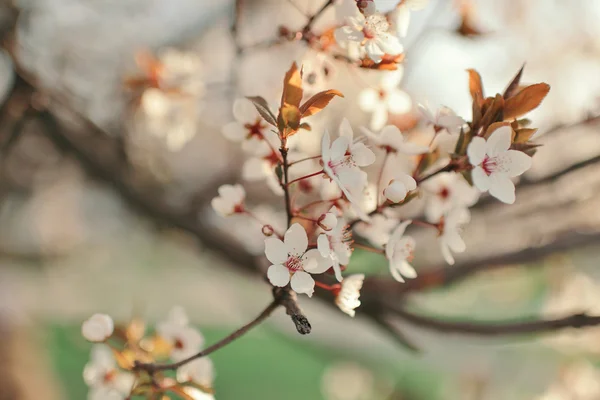 Rama de árbol floreciente —  Fotos de Stock