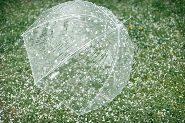 Transparante paraplu op het gras — Stockfoto