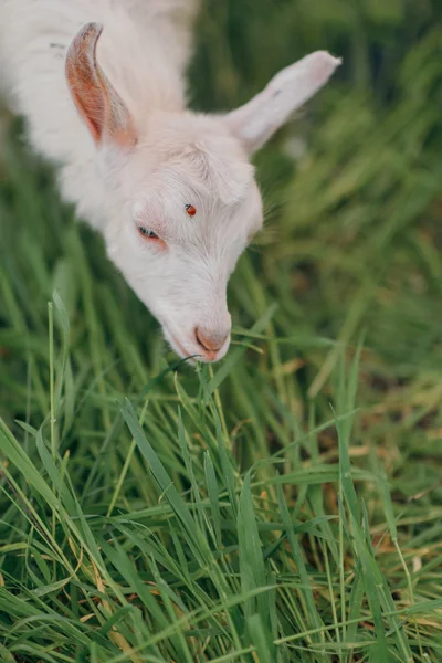 Pequena cabra branca — Fotografia de Stock