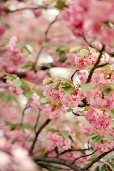 Trädgård med körsbär blommar — Stockfoto