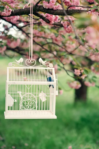 Sakura and the cage with a bird — Stock Photo, Image