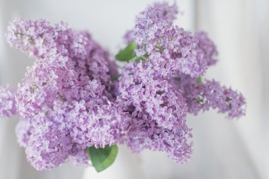 Hafif arkaplanda leylak rengi bir dal