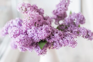 Hafif arkaplanda leylak rengi bir dal