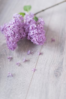 Hafif arkaplanda leylak rengi bir dal