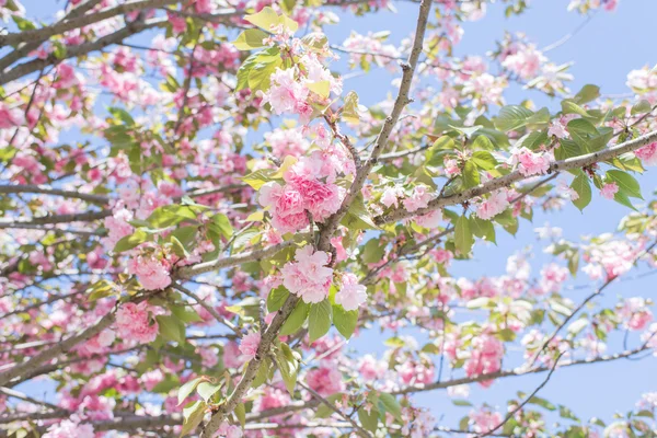 Ветви цветения вишни — стоковое фото