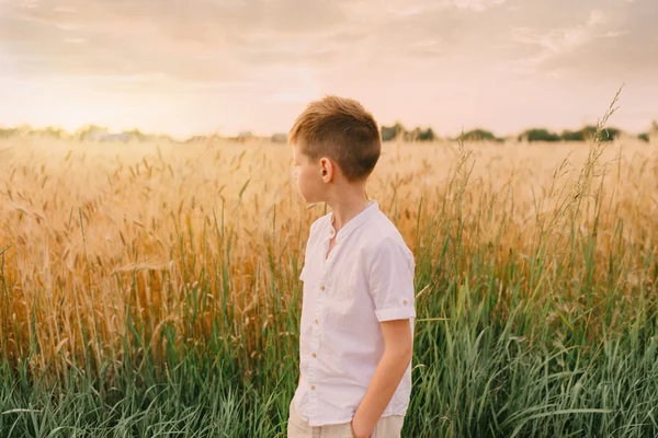 Petit garçon dans un champ de blé — Photo