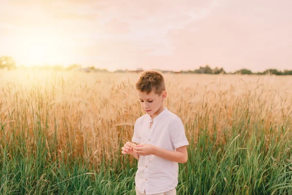 Menino em um campo de trigo — Fotografia de Stock