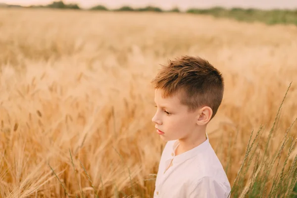 Little boy in a wheat field — Stock Photo, Image