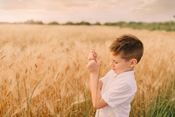 Mały chłopiec w polu pszenicy — Zdjęcie stockowe