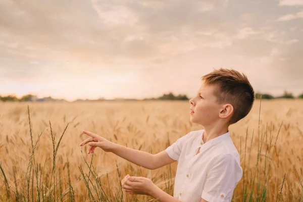 Маленький мальчик на пшеничном поле — стоковое фото