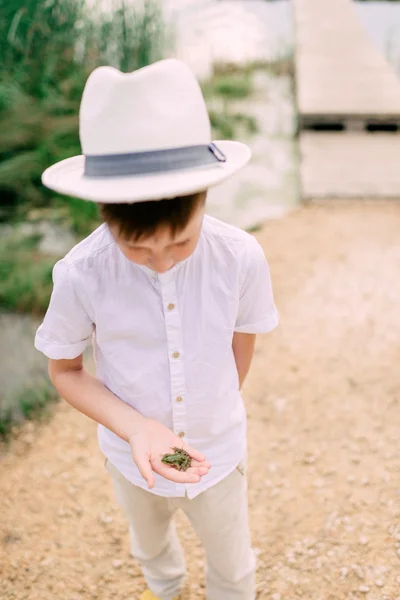 男孩在一个帽子里有一只青蛙 — 图库照片