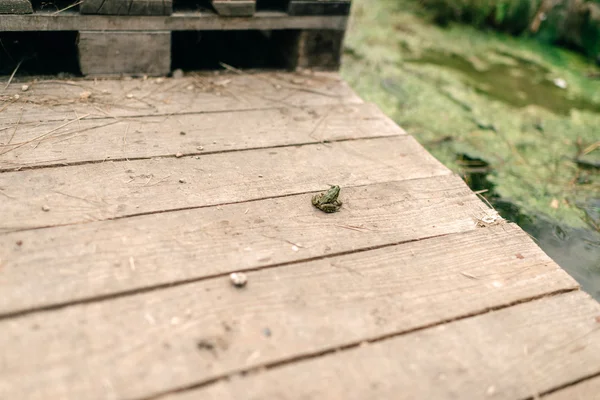 Malá zelená žába — Stock fotografie