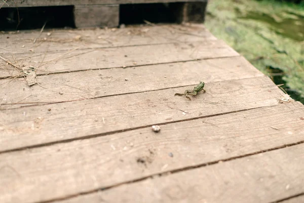 Kleine groene kikker — Stockfoto