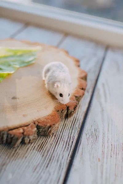 Ahşap kiriş üzerindeki beyaz hamster — Stok fotoğraf