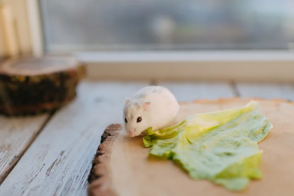 White hamster on the wooden beam — Stock Photo, Image