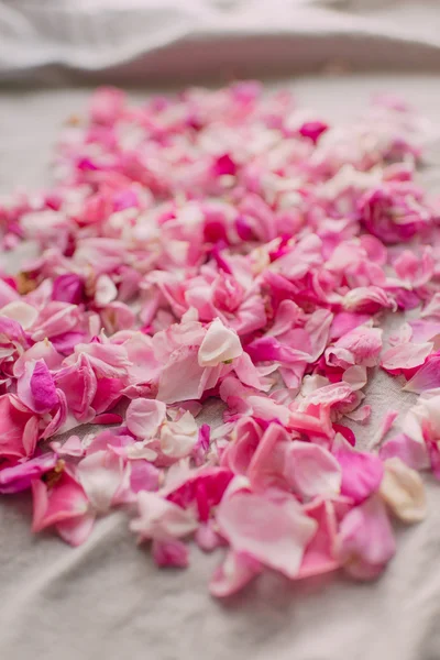 Blütenblätter von rosa Rosen — Stockfoto