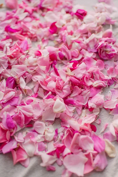 Pétalos de rosas rosadas — Foto de Stock
