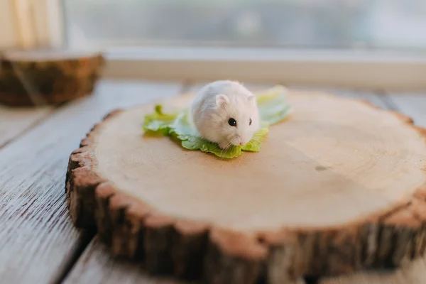 Ahşap kiriş üzerindeki beyaz hamster — Stok fotoğraf