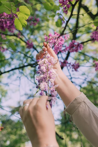 Weibliche Hände reißen Blumen vom Baum — Stockfoto