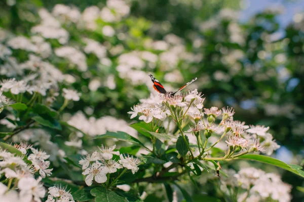 Heller Schmetterling auf einer Blume — Stockfoto