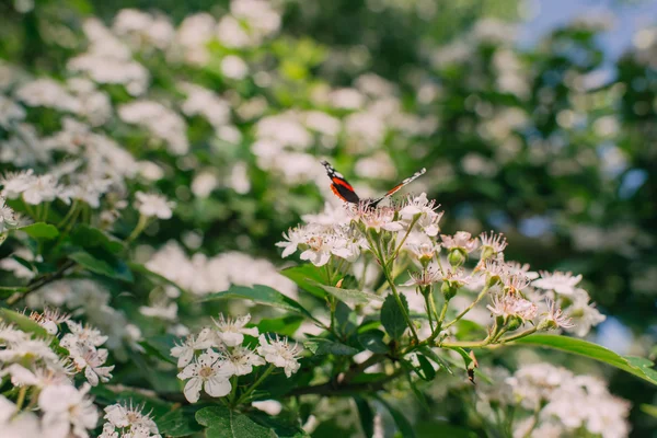 Heldere vlinder op een bloem — Stockfoto