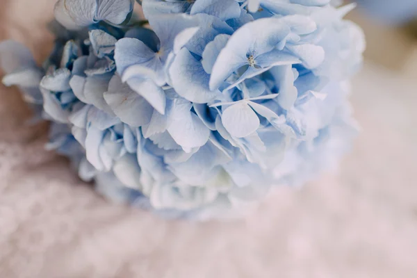 Ortensie blu germoglio — Foto Stock