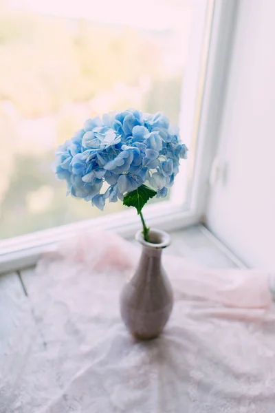 Bud blauwe hortensia 's — Stockfoto