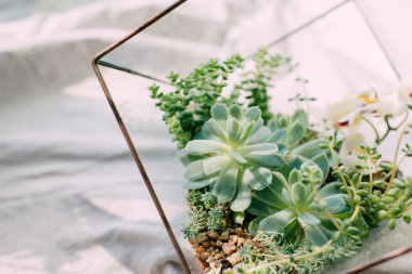İçinde belgili tanımlık akvaryum succulents kompozisyonlar