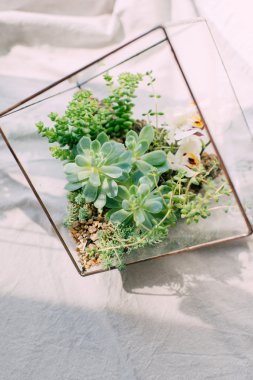 İçinde belgili tanımlık akvaryum succulents kompozisyonlar