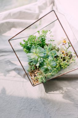 İçinde belgili tanımlık akvaryum succulents kompozisyonlar