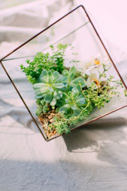 İçinde belgili tanımlık akvaryum succulents kompozisyonlar