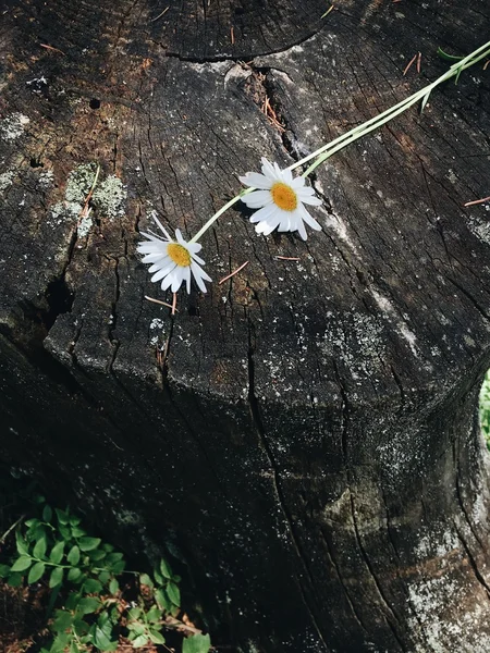 daisies on a rotten tree stump