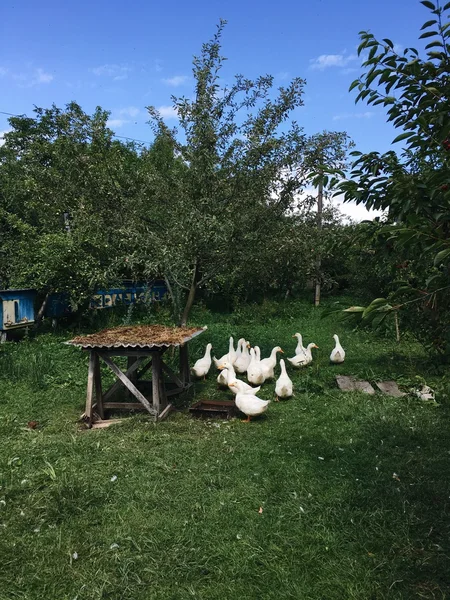 Gansos blancos en un césped verde —  Fotos de Stock