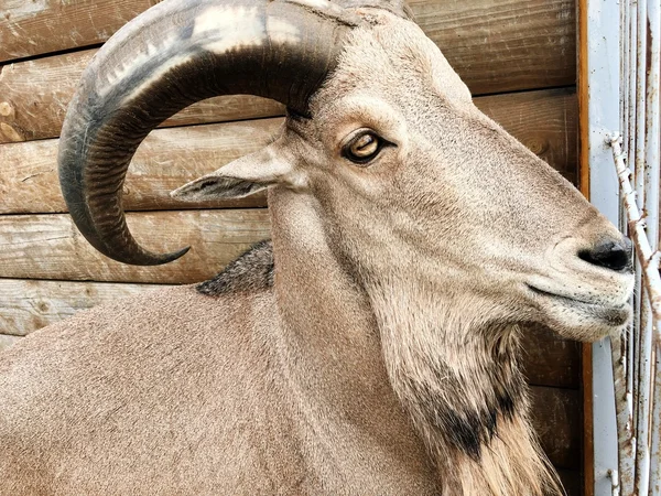 Muzzle goat with horns — Stock Photo, Image