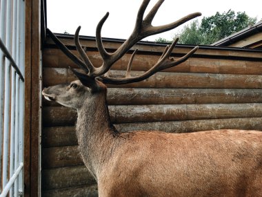 Büyük boynuzlu geyik