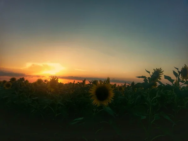 Sonnenuntergang — Stockfoto