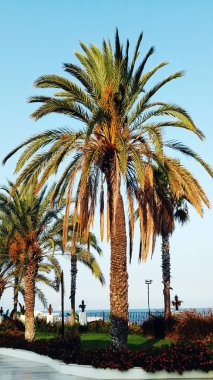 gün batımı ve palmiye ağaçları