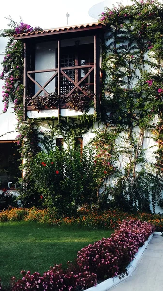 Ivy op de Muur — Stockfoto